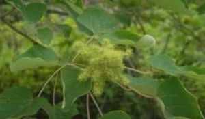 腎葉野桐 腎葉野桐