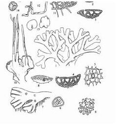 小孢錢苔 小孢錢苔