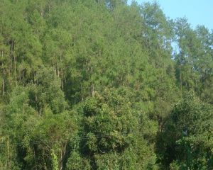 那嘎田村 那嘎田村