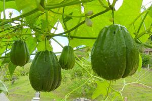 佛手瓜霜霉病 佛手瓜霜霉病