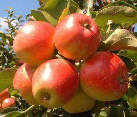 紅玉蘋果 紅玉蘋果