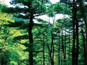 暖溫帶針闊混交林 暖溫帶針闊混交林