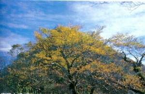 台灣山毛櫸景觀