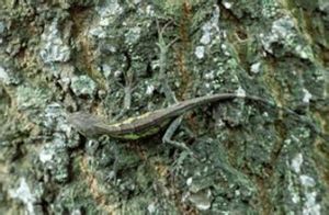 長肢攀蜥 長肢攀蜥