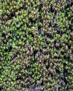 卷葉曲背蘚 卷葉曲背蘚