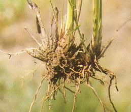 狼把草根 狼把草根