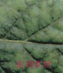 （圖）菸草煤污病