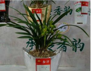 翁源蘭花 翁源蘭花