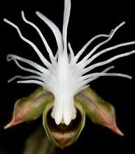 香港金線蘭 香港金線蘭