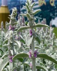 狹葉毛水蘇 狹葉毛水蘇