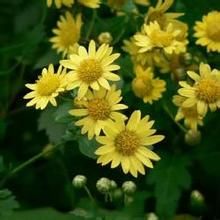 吉爾吉斯短舌菊