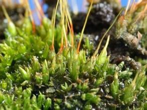 黑對齒蘚 黑對齒蘚