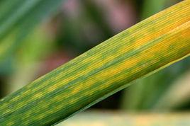 小麥花葉病毒病 小麥花葉病毒病