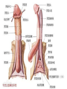 包皮水腫 包皮水腫