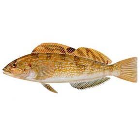 大瀧線魚 大瀧線魚