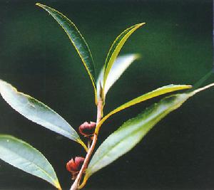 毛瓣金花茶 毛瓣金花茶