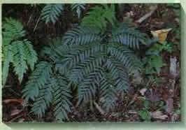 硬葉觀音座蓮 硬葉觀音座蓮