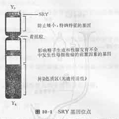 SRY基因位點