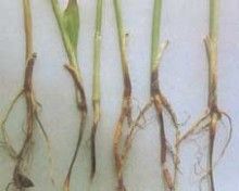 黃瓜苗枯病 黃瓜苗枯病