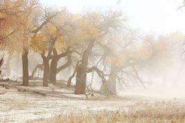 風沙[漢語辭彙]