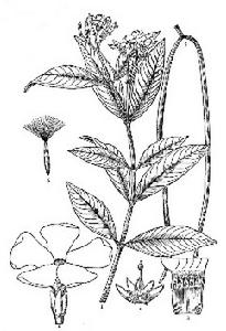 乳兒繩（原變種）