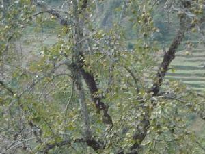 尺施底自然村農村經濟-梨樹