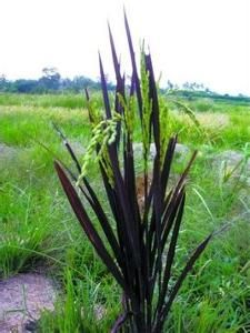 彩色水稻 彩色水稻