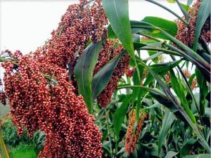 高粱紅色素原材料