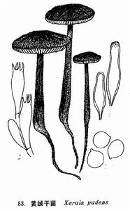 黃絨乾菌 黃絨乾菌