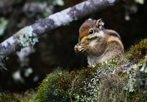 （圖）五紋松鼠