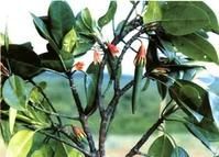 紅樹林生物群落 紅樹林生物群落