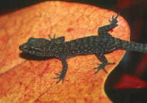 壁虎亞目 壁虎亞目