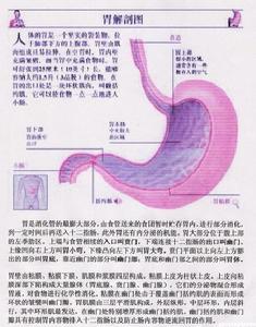 胃部解剖圖