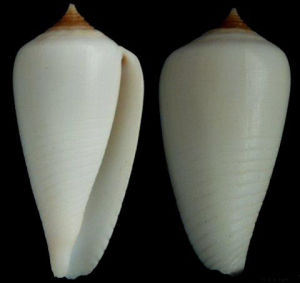 薄寬口梭螺 薄寬口梭螺