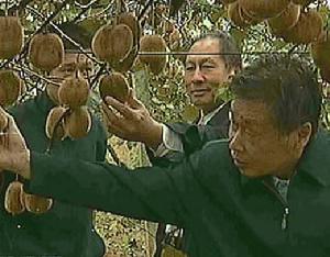 圖2 赤壁市官塘驛鎮麥園嶺村獼猴桃基地