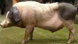 邵陽土豬 邵陽土豬