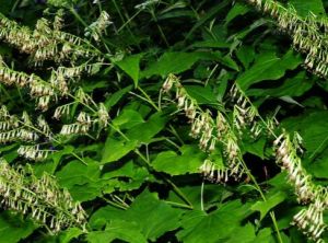 蛛毛蟹甲草 蛛毛蟹甲草