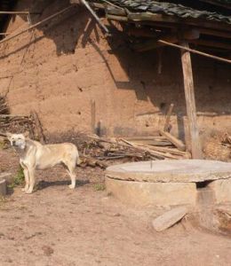 韋家箐自然村 韋家箐自然村