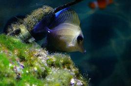 黑三角吊 黑三角吊