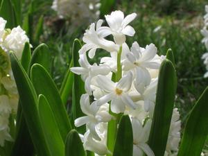 雅辛托斯 雅辛托斯