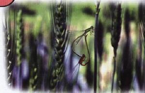 二色異痣忽 二色異痣忽