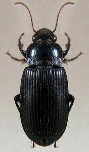 中華婪步甲 中華婪步甲