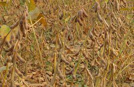 賓豆1號 賓豆1號