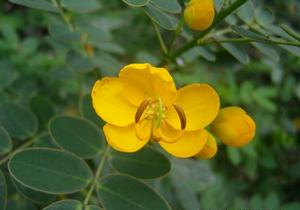 雙莢決明 雙莢決明