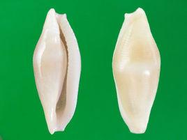 菖蒲海兔螺 菖蒲海兔螺