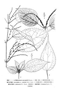 海島苧麻 海島苧麻