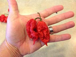 卡羅萊納死神辣椒 卡羅萊納死神辣椒