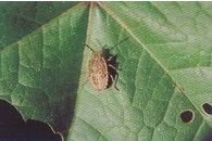 細角瓜蝽 細角瓜蝽