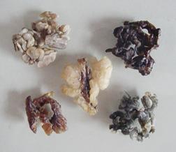 長白山雪蛤油 長白山雪蛤油