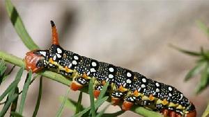 世上最華麗的十種毛毛蟲 世上最華麗的十種毛毛蟲